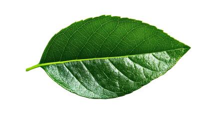 Wall Mural - green leaf.