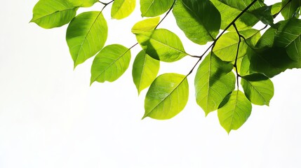 Tree leaves set against a clean white background, emphasizing simplicity and nature