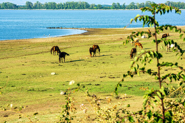 Wall Mural - Horses and cows grazing near Lake Kerkini with birds by the shore