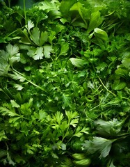 Wall Mural - A lush and vibrant collection of fresh green parsley leaves fills the frame, creating a natural and healthy background. The rich textures and deep green hues evoke the freshness and vitality of the