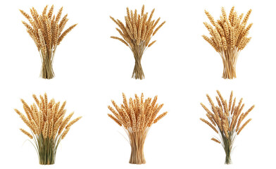 Golden wheat stalks arranged in various bunches isolated on transparent background