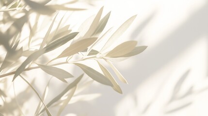 Poster - Elegant olive branch with silver green leaves casts shadows on a white wall, creating a serene atmosphere. Ideal for sophisticated designs
