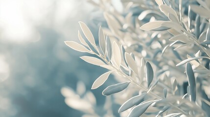Poster - Sunlight is illuminating an olive branch with beautiful silver and green hues, creating a calming and peaceful atmosphere
