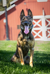 Belgium Malinois posing in front of a red barn