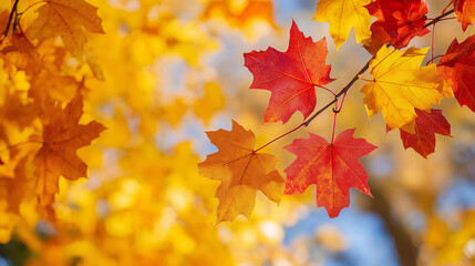 red and yellow fall leaves autumn natural 