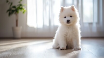 Wall Mural -   A small white dog rests atop a wooden floor beside a potted plant on a window sill