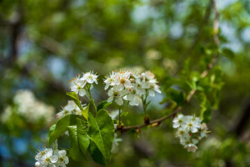 It is most likely a mahaleb tree fruit. (Prunus Mahaleb). Mahleb is widely consumed in Turkey for a special spice used in pastry production. 