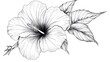 © Ziyan - Hibiscus flower outline illustration, Freehand sketching flower, Black and white with line art illustration.