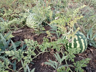 Wall Mural - Delicious fresh green watermelons in a light stripe on a melon among leaves in autumn. The topic of growing berries and fruits.