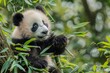 © P - Adorable panda cub exploring bamboo forest in natural habitat AI