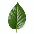 © Pod - A large green leaf with prominent veins and a glossy surface