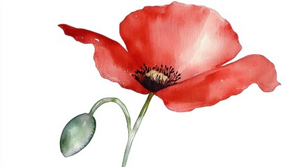 Canvas Print - Watercolor Poppy Flower Illustration