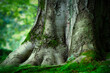 © gehapromo - ground view of a mossy trunk of an ancient beech tree against a blurred background