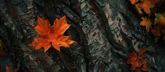 Sticker - Leaf In Autumn Lonely Leaf On The Tree In Autumn