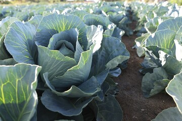 Poster - Green cabbages growing in field on sunny day, closeup