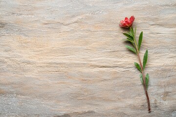 Wall Mural - Vibrant red flower on wooden background