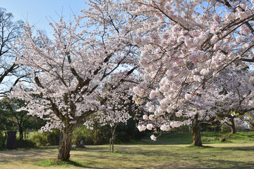 Wall Mural - 嵐山の桜