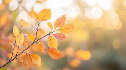 Wall Mural - Vibrant golden leaves hang from a branch, illuminated by soft sunlight in the warm tones of autumn