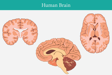 Wall Mural - cross section of human brain, side view and front view. eps 10. white background