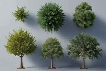 Wall Mural - Top View 3D Illustration of Pinus Pinaster Willow and Loblolly Pine Trees for Digital Decoration