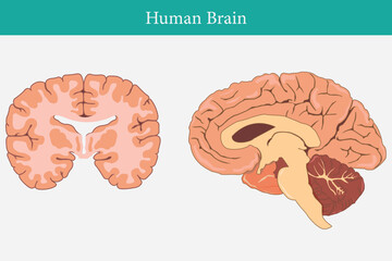 Wall Mural - cross section of human brain, side view and front view. eps 10. two brain comparation