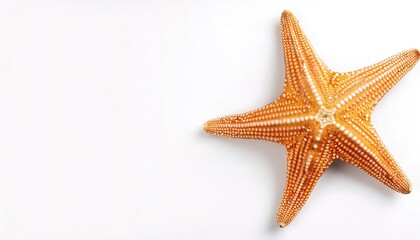 Starfish or sea stars are star shaped echinoderms belonging to the class Asteroidea usually with five 5 arms or appendages. Isolated on white background with copy space