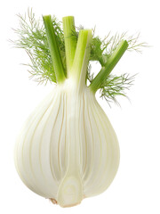 Poster - PNG Fresh fennel bulb produce plant food.