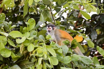 Squirrel Monkey