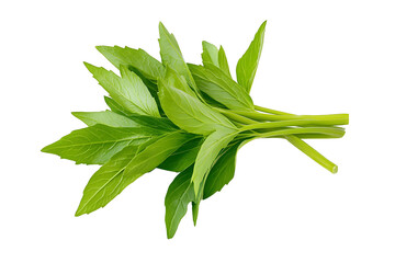 fresh herbs isolated on white background