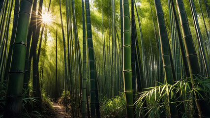 Poster - Tranquil bamboo forest with dappled sunlight filtering through