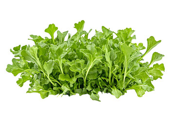 Fresh green parsley bunch, isolated on white background