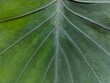 © Sandy - natural background texture of taro leaves. close up of leaf texture.