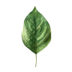 Wall Mural - Green Leaf Isolated