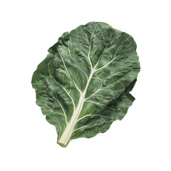 Close-Up of a Single Collard Green Leaf