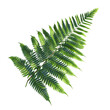© xadartstudio - Fern Leaf on Black Background