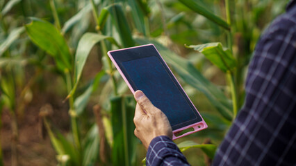 Close up hand touch gadget with graphic at corn field background. Modern technology for farming photo concept
