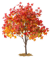 Wall Mural - png vibrant autumn tree model display
