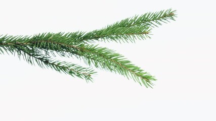green spruce branch on white background
