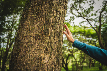 Wall Mural - A man's hands gently touch the rough bark of a towering tree, symbolizing a deep connection with nature. In the forest, he embraces the importance of environmental care and protecting the planet.