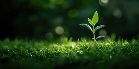 Wall Mural - Small plant growing from grass