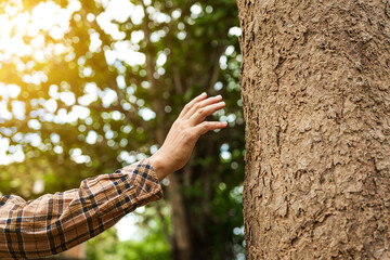 Wall Mural - A man's hands gently touch the rough bark of a towering tree, symbolizing a deep connection with nature. In the forest, he embraces the importance of environmental care and protecting the planet.