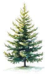 Wall Mural - watercolor christmas tree clipart, pine illustration on white background for children's book design