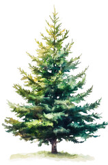 Wall Mural - watercolor christmas tree clipart, hyper-realistic style for children's book illustration on white b