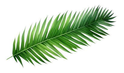 PNG Palm leaves plant leaf tree.