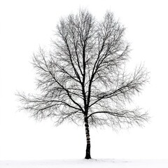 Poster - Birch tree silhouette on white background