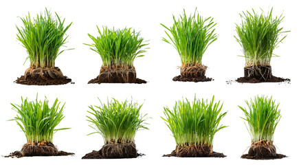 Set of eight green grass clumps with soil attached, isolated on white background. Perfect for landscaping, nature themes, and botany use.