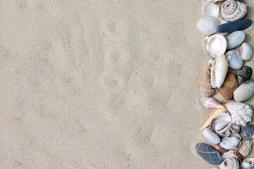 Top view of exotic seashells on white sand with copy space. Travel and vacation.