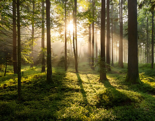   Morning in the forest, with soft sunlight filtering through the trees, creating a serene an_1(704)