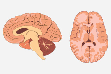 Wall Mural - cross section of human brain, side view and front view. eps 10.