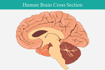 Wall Mural - cross section of human brain, side view. eps 10. white background